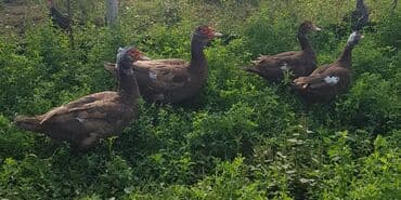 it adları erkek: Lal cins ördəklər cütü 70 manat — 1