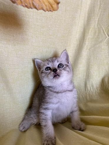 самка: Британская, Самка, Самовывоз — 5