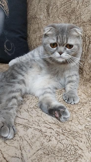 pişik cutleşdirme: Şotland, Dişi — 3