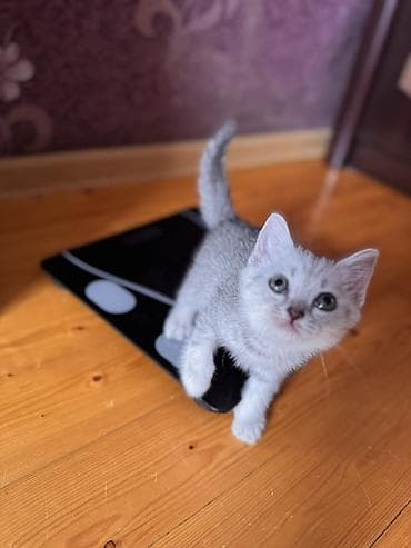 Erkək, Ödənişli çatdırılma