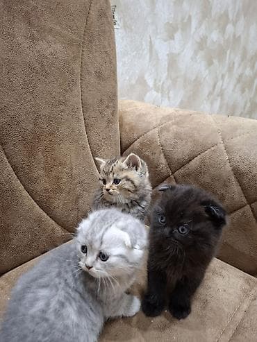 Qızıl şinşilla, Erkək, Dişi, Ünvandan götürmə — 6