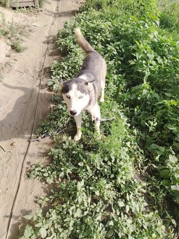 xaski itlər: Xaski, 11 ay, Erkek — 1