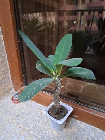 Təmir və tikinti: Молочай — 2