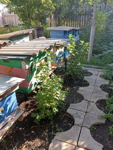 Dağ Balı Litresi Sadece 45 AZN