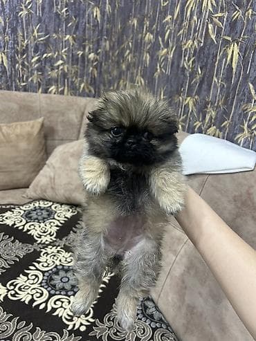 Pekines, 2 ay, Dişi, Peyvəndli, Ünvandan götürmə, Ödənişli çatdırılma