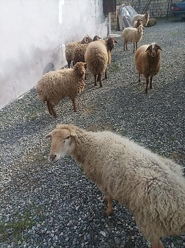 ingilis it adlari: Satlıq qoyun sürüsü 9 eded 3 erkek son qiymeti 2300 azn - Növ: yerli — 1