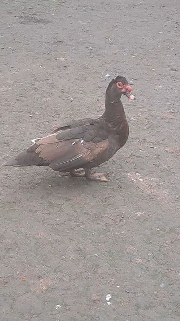 Toyuqlar: Krasnadar sortu erkək dişi ördəy satılır fərələr 30 erkək 40 manat — 4