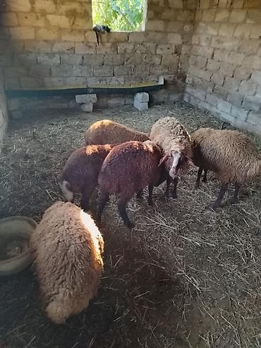 Salam 6 quzudu 5wi erkeydi biri diwidi reyal alan zey vura biler lalafo.az -da Salam 6 quzudu 5wi erkeydi biri diwidi reyal alan zey vura biler