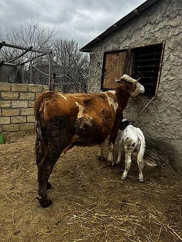 Рогатый скот: Erkək balalı inək satılır. Təmiz simmental cinsidir.Balası da — 2