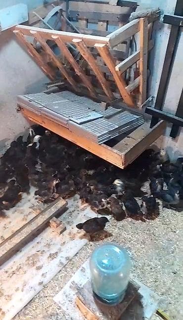 cuce satilir: Куриные цыплята, Для разведения — 3