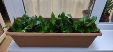 gul qurusu rengi: Külək və dəyişkənliyə davamlı sansevieriya bitkisi, həm qapalı, həm də — 1