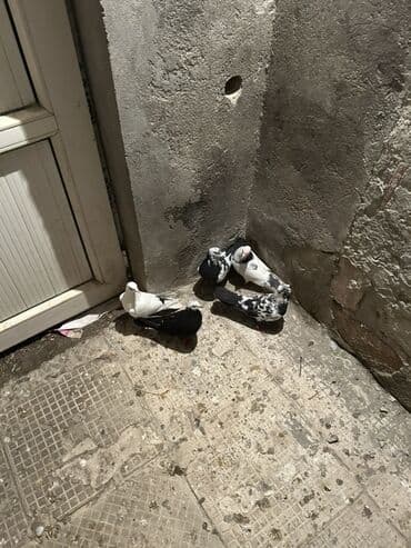 cau cau qiymeti: Kom 10
Manatdan tek tek ayri qiymetdi — 2