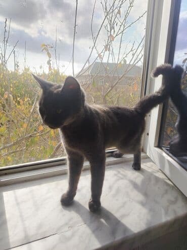 ingilis setter it cinsinin digər adı: Britan, Erkək, Yaxşı əllərə, Ünvandan götürmə — 2