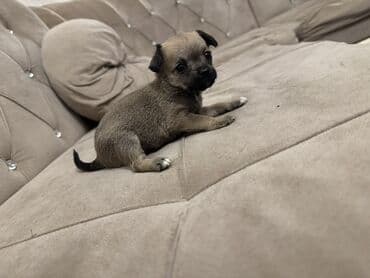 Собаки: Чихуахуа — 5