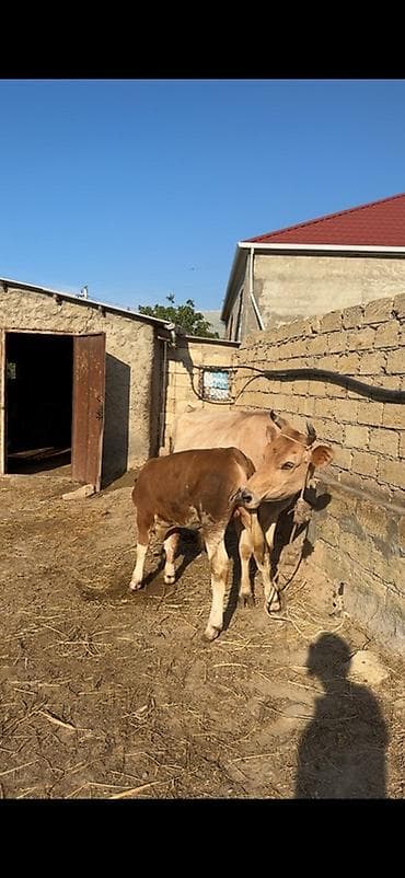 afcarka bala: Erkək simmental balalı inək satılır. Bala süni mayalanmadan olub. 4 — 5