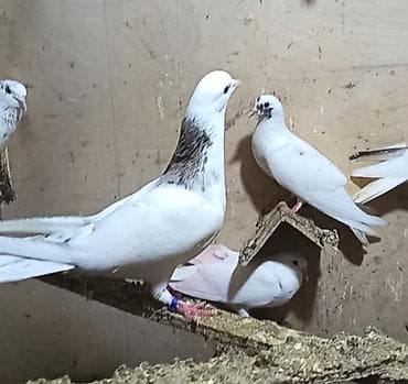 heyvanlar quşlar: Peçat evreş boyun evreş quyruq erkeydi pul lazımdı deyen satılır quw — 7