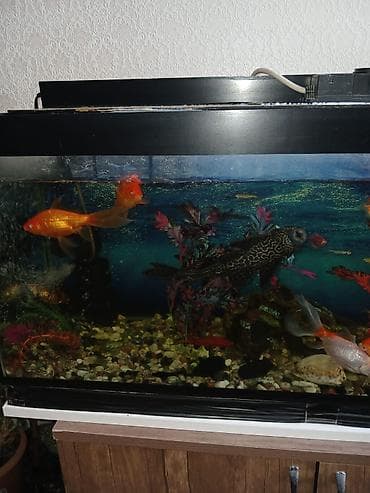 akvarium dekor: Salam. 21 ədəd balig akvariumnan bir yerdə satilir. Əlagə nömrəsi 050 — 2