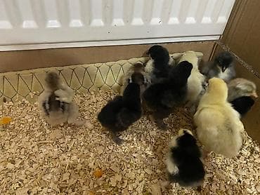 Toyuq cücələri, Ətlik