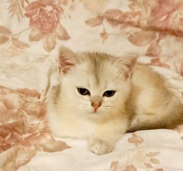 Pişiklər: Britan, Erkək, Dişi, Yaxşı əllərə, Ünvandan götürmə — 6