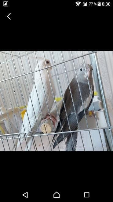 ingilis setteri it cinsi: Yanaqsız karellalar var satışda 100-300 aznə qədər qiymət dəyişir bala — 8