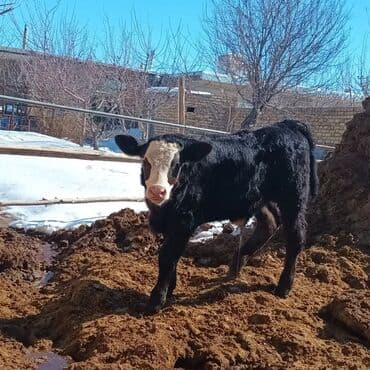 Qazlar: Məhsul: Danadır - Cins tipi: Qara-bəzək (qara rəngli bədən, alnında — 1