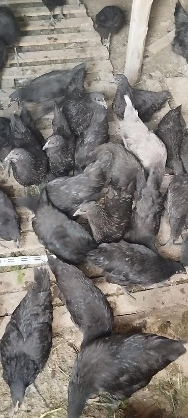 Tam sağlam 4 aylıq avstroloplar . 1.2 aya yumurtalayacaqlar