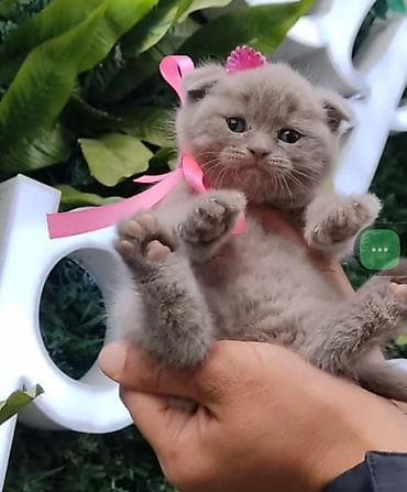 pişik ucuz: Şotland yastı qulaq — 2