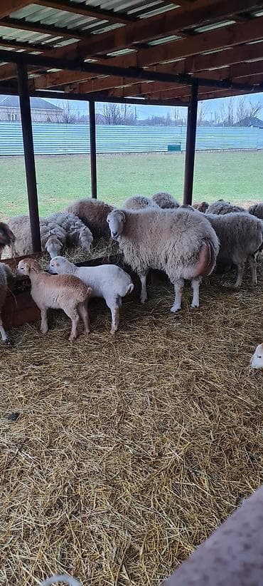 gozel pisik sekilleri: Heyvanlar satılır qoc balasız cavan qoyunlar 10 aylıg erkəy dişi — 5
