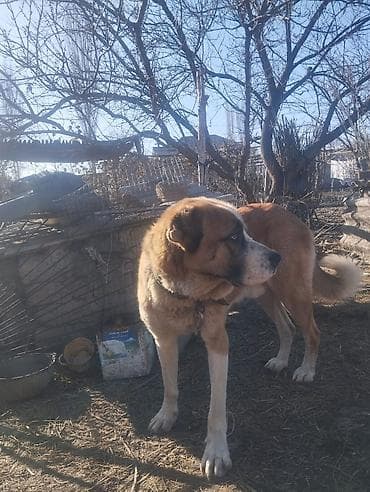 heyvanlar quşlar: Qubadadir auoer itdir Sultan Çempionun balasidir — 4