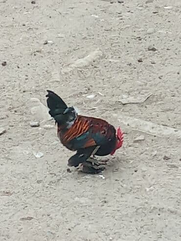 bakida cins ineklerin satisi: YAPON : Xoruz reyal alıcı yaşın 15azndi Təsvir:hem ucuz həm 1ilk — 5