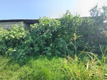 квартира в аренду в баку: 12 соток, Купчая — 10