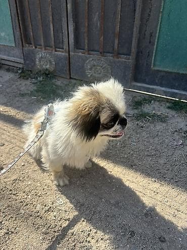 itle: Pekines — 5