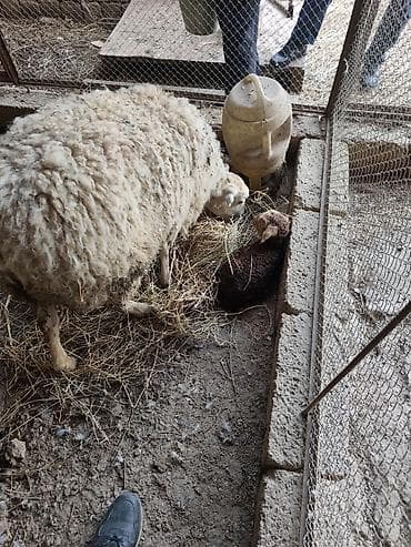 Akvariumlar: Salam qoyun yani balali 3 gündür dogub birinci balasidir saglam aktiv — 6