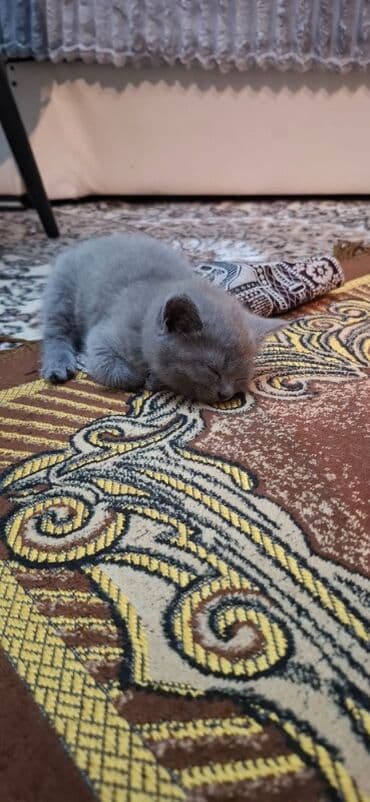 pişik sahiblendirme: 🐾 Britan Blue balaları satışdadır! Ev şəraitində böyüdülmüş, çox sakit — 7