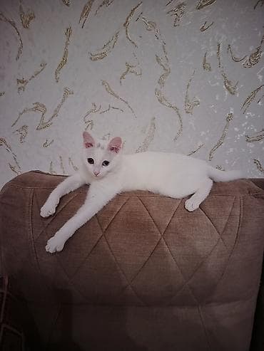 qus evi: Türk anqora, Dişi, Yaxşı əllərə, Ünvandan götürmə — 2