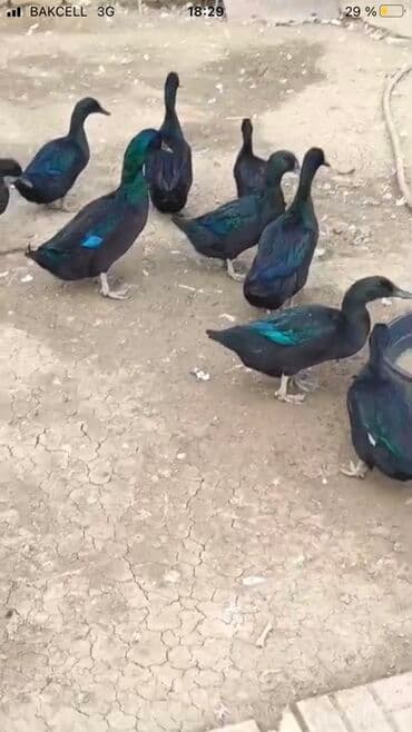 Inəklər, öküzlər: Kayuqa Ördey balasi 2 hefdelik olanlar 10 manat. 1 hefdelik 8 manat – — 7