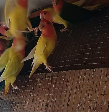 qefes: Məhsul: Agapornis (sevgi papağanları) və çoxqatlı taxta qəfəslər — 1