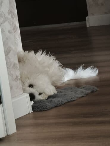 Ferrari: Malta bolonka, 6 ay, Erkek — 4