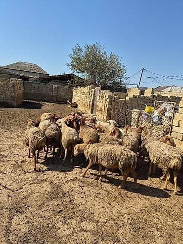 it bala: Satlıq qoyun sürüsü. Şəkillərdə bir neçə başdan ibarət sürü görünür — 6