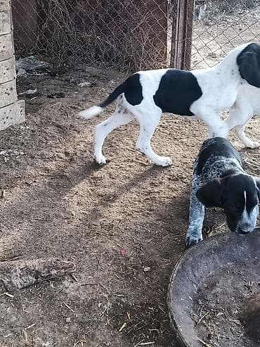 itlerin ucuz qiymete satisi: 2 ay, Erkek, Peyvəndli — 5