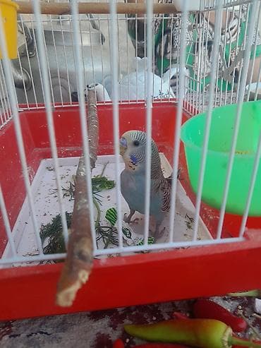 bulbul quşu: Popugar — 2