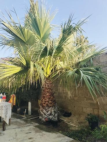palma gülü: Məhsul: Həyət üçün dekorativ palma ağacı (fan-palması) Təsvir: - — 1