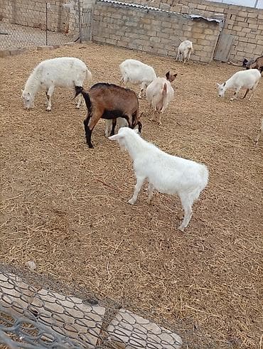 balaca qaz: Təsərrüfatdan müxtəlif yaşda və rəngdə keçilər satılır — 2