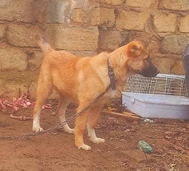 heyvan cantası: Peyvəndli — 4