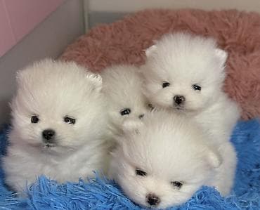 pomeranian spitz qiymeti: Şpitz — 2