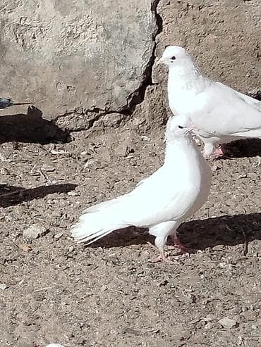 it balasi satisi: Salam tam sağlam quşlardir 5-10 azn arası — 6