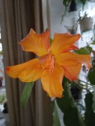 Gübrələr: Китайская роза(гибискус).6 м — 2