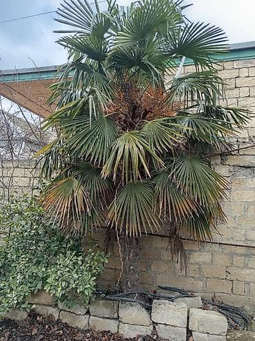 dekor ağac: Trachycarpus fortunei (Küləfağacı, Windmill palm) – yetkin dekorativ — 2