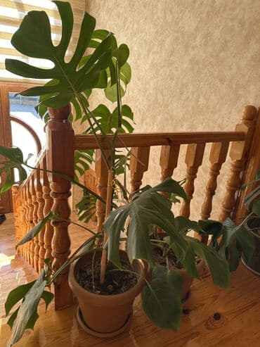 otaq gulləri: Monstera bitkisi 30 azn — 2