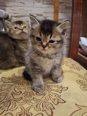 simental inekler satilir: Britan — 8